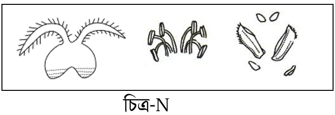 HSC Biology 1st Paper Model Test 02 question 4
