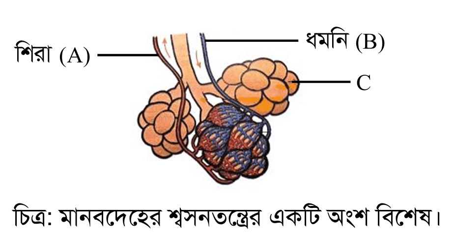hsc biology 2nd paper model test question 6